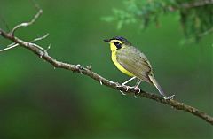 Kentucky Warbler